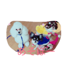Chihuahua poodle（個別スタンプ：8）
