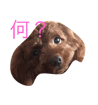 三匹のトイプー達（個別スタンプ：3）