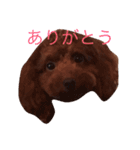 三匹のトイプー達（個別スタンプ：4）