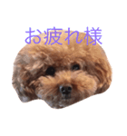 三匹のトイプー達（個別スタンプ：5）