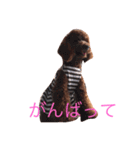 三匹のトイプー達（個別スタンプ：6）