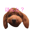 三匹のトイプー達（個別スタンプ：12）