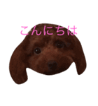 三匹のトイプー達（個別スタンプ：13）