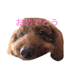 三匹のトイプー達（個別スタンプ：16）