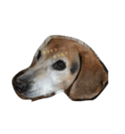 俺の愛犬“ジャック”   No.1（個別スタンプ：1）