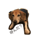俺の愛犬“ジャック”   No.1（個別スタンプ：2）