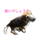 俺の愛犬“ジャック”   No.1（個別スタンプ：3）