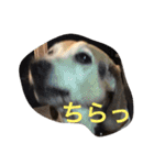 俺の愛犬“ジャック”   No.1（個別スタンプ：5）