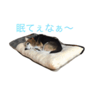 俺の愛犬“ジャック”   No.1（個別スタンプ：6）
