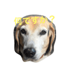 俺の愛犬“ジャック”   No.1（個別スタンプ：7）