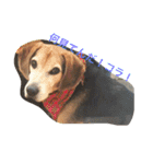 俺の愛犬“ジャック”   No.1（個別スタンプ：8）