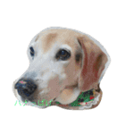 俺の愛犬“ジャック”   No.1（個別スタンプ：9）