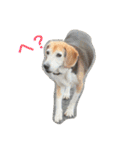 俺の愛犬“ジャック”   No.1（個別スタンプ：10）