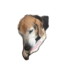俺の愛犬“ジャック”   No.1（個別スタンプ：11）