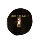 俺の愛犬“ジャック”   No.1（個別スタンプ：12）