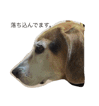 俺の愛犬“ジャック”   No.1（個別スタンプ：13）