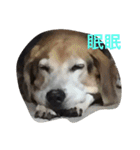 俺の愛犬“ジャック”   No.1（個別スタンプ：14）
