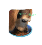 俺の愛犬“ジャック”   No.1（個別スタンプ：15）