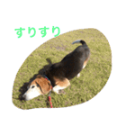 俺の愛犬“ジャック”   No.1（個別スタンプ：16）