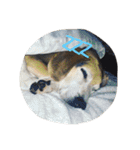 俺の愛犬“ジャック”   No.1（個別スタンプ：17）
