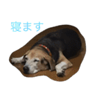 俺の愛犬“ジャック”   No.1（個別スタンプ：18）