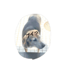 俺の愛犬“ジャック”   No.1（個別スタンプ：19）