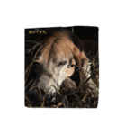 俺の愛犬“ジャック”   No.1（個別スタンプ：20）