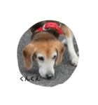 俺の愛犬“ジャック”   No.1（個別スタンプ：21）