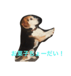 俺の愛犬“ジャック”   No.1（個別スタンプ：22）