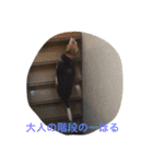 俺の愛犬“ジャック”   No.1（個別スタンプ：23）