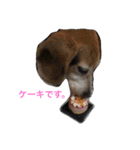 俺の愛犬“ジャック”   No.1（個別スタンプ：24）