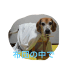 俺の愛犬“ジャック”   No.1（個別スタンプ：25）