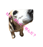 俺の愛犬“ジャック”   No.1（個別スタンプ：26）