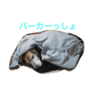 俺の愛犬“ジャック”   No.1（個別スタンプ：27）