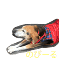 俺の愛犬“ジャック”   No.1（個別スタンプ：28）