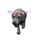 俺の愛犬“ジャック”   No.1（個別スタンプ：30）