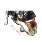 俺の愛犬“ジャック”   No.1（個別スタンプ：31）