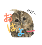 モリフクロウのもりぃ★日常会話（個別スタンプ：1）