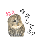 モリフクロウのもりぃ★日常会話（個別スタンプ：6）