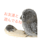 モリフクロウのもりぃ★日常会話（個別スタンプ：7）