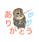 モリフクロウのもりぃ★日常会話（個別スタンプ：11）