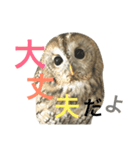モリフクロウのもりぃ★日常会話（個別スタンプ：12）