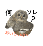 モリフクロウのもりぃ★日常会話（個別スタンプ：19）