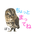 モリフクロウのもりぃ★日常会話（個別スタンプ：20）