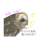 モリフクロウのもりぃ★日常会話（個別スタンプ：21）