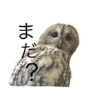 モリフクロウのもりぃ★日常会話（個別スタンプ：29）
