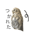 モリフクロウのもりぃ★日常会話（個別スタンプ：31）