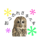 モリフクロウのもりぃ★日常会話（個別スタンプ：32）