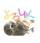 モリフクロウのもりぃ★日常会話（個別スタンプ：34）