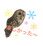 モリフクロウのもりぃ★日常会話（個別スタンプ：36）